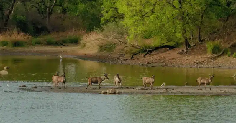 Biodiversity & Ecosystem