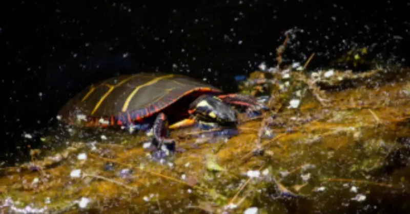 Biodiversity & Ecosystem