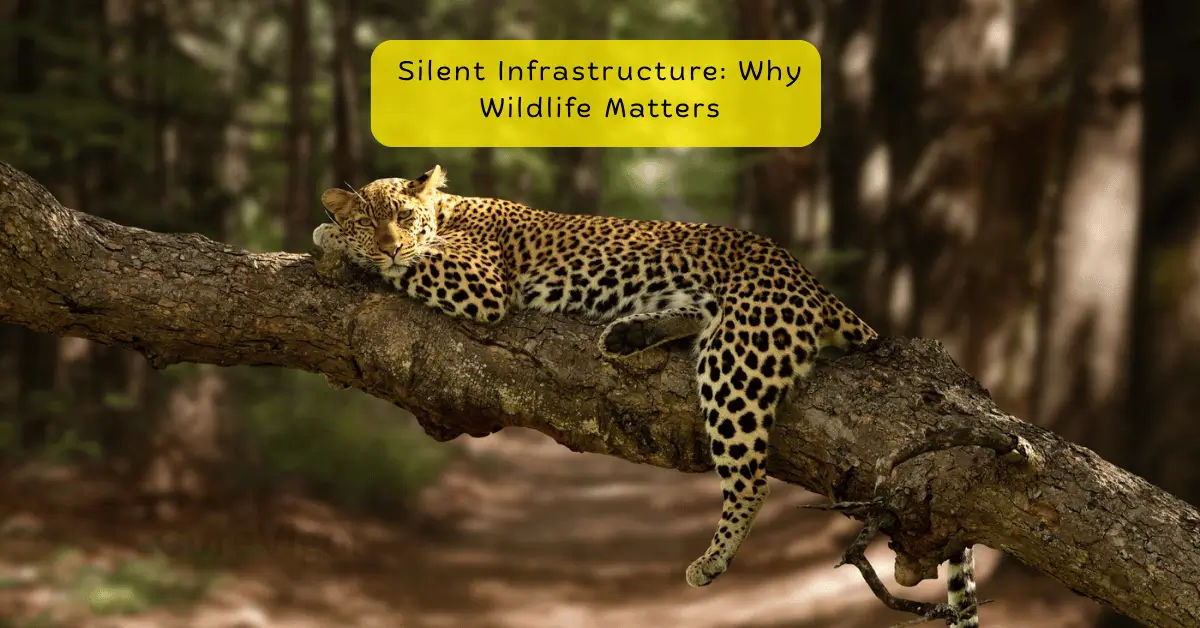 The Conservation of Wildlife