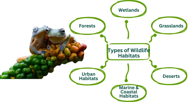 Types Of Wildlife Habitats