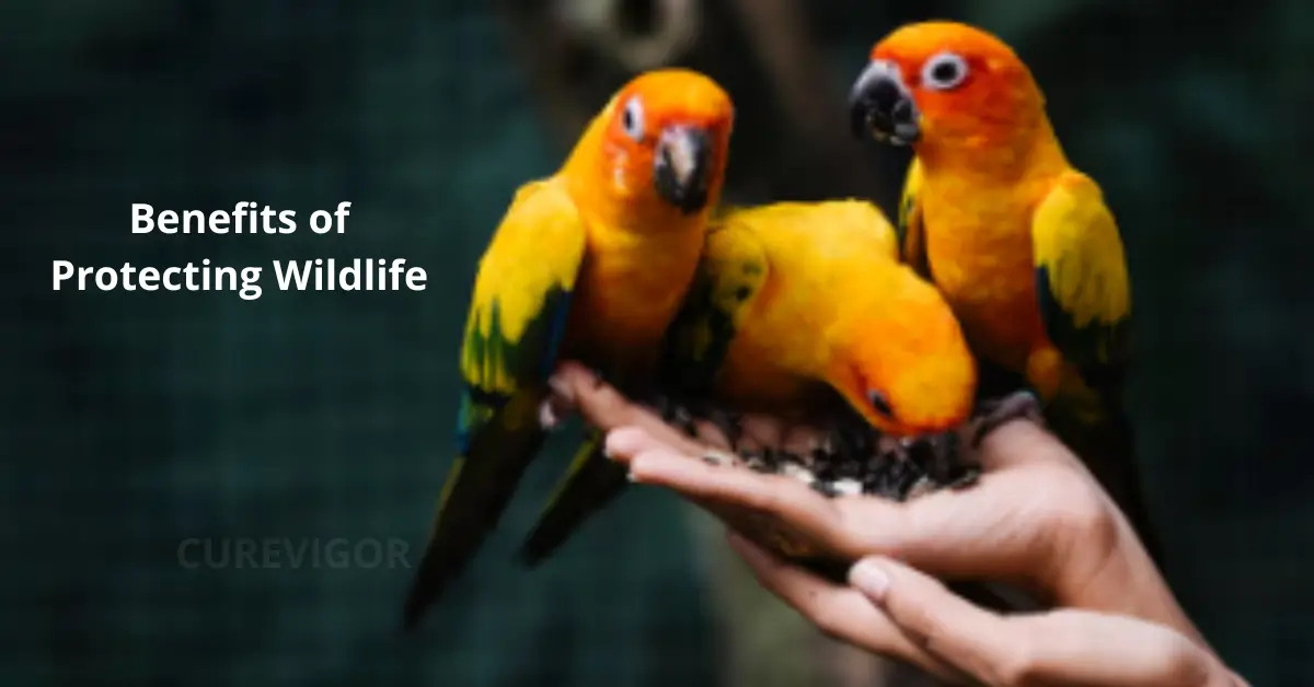 Benefits of Protecting Wildlife
