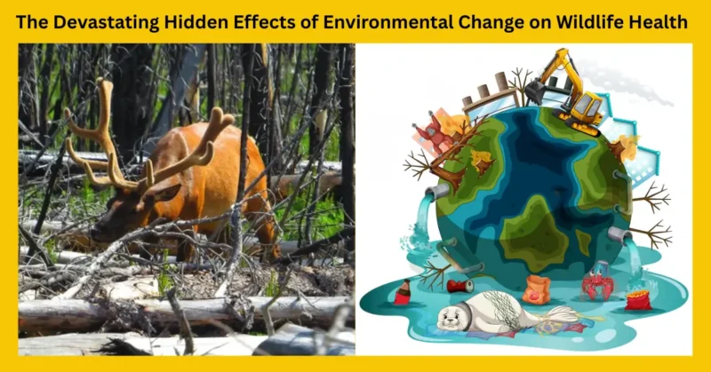 wildlife health