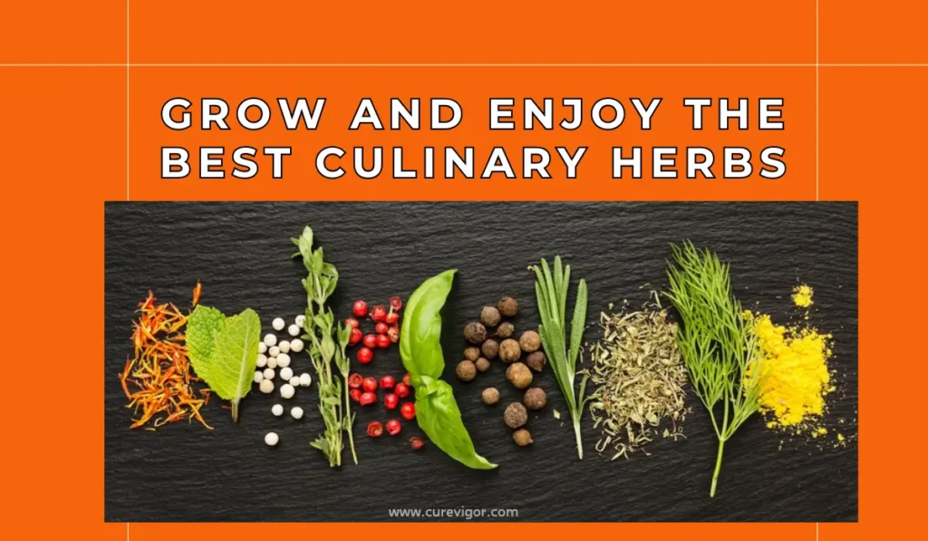 Culinary Herbs