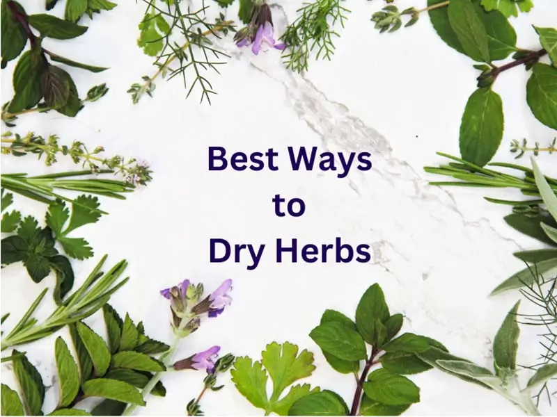 Dry Herbs