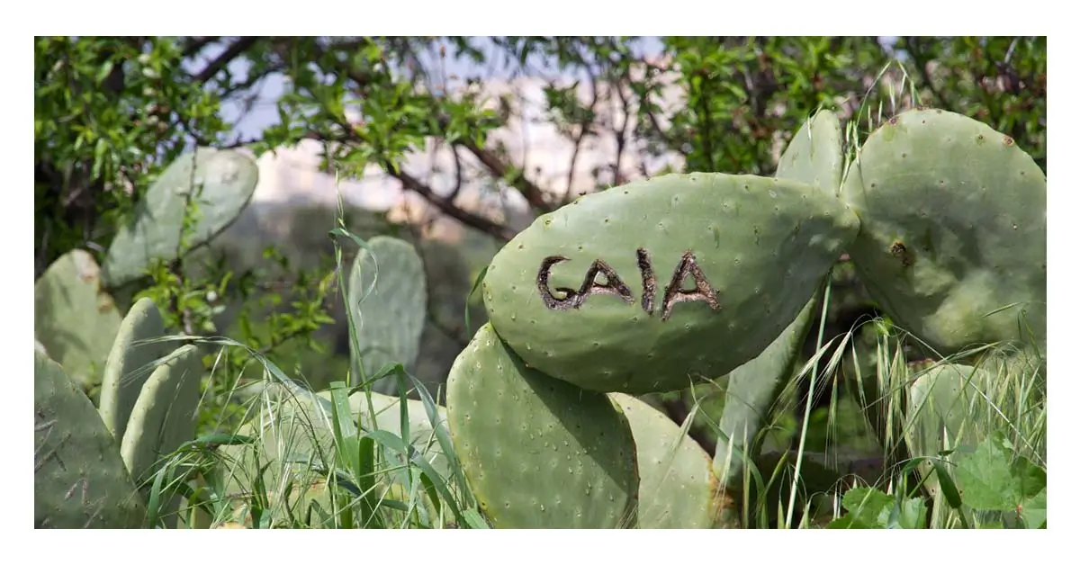 Gaia Herbs: The Ultimate Guide to Natural Remedies