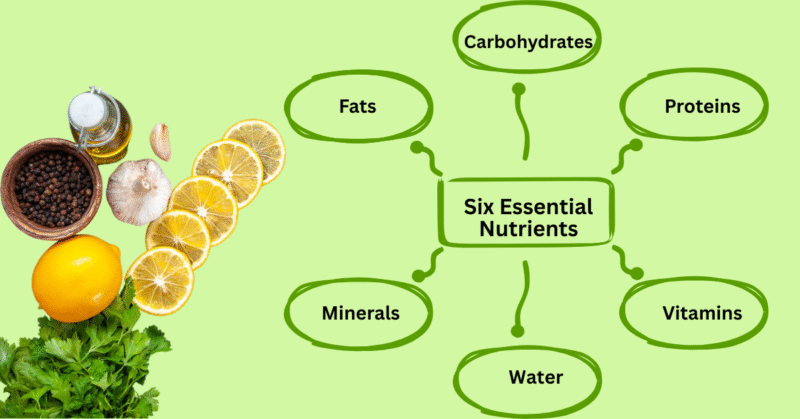 Essential Nutrients