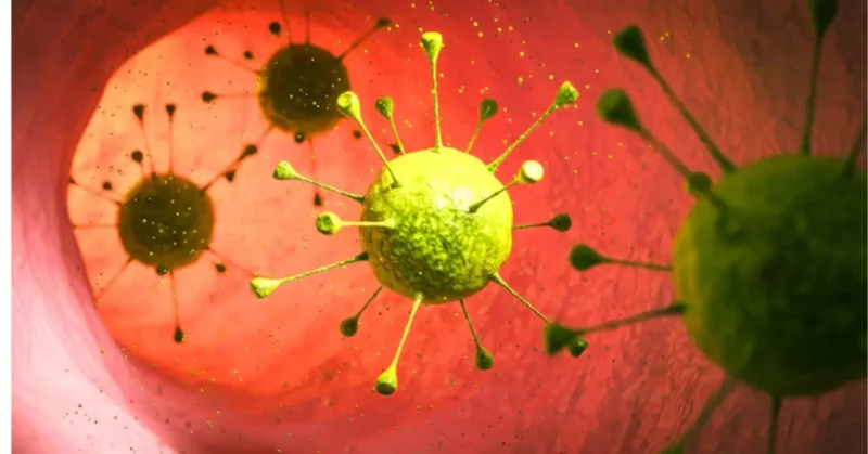 nipah virus