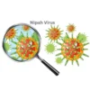 nipah virus