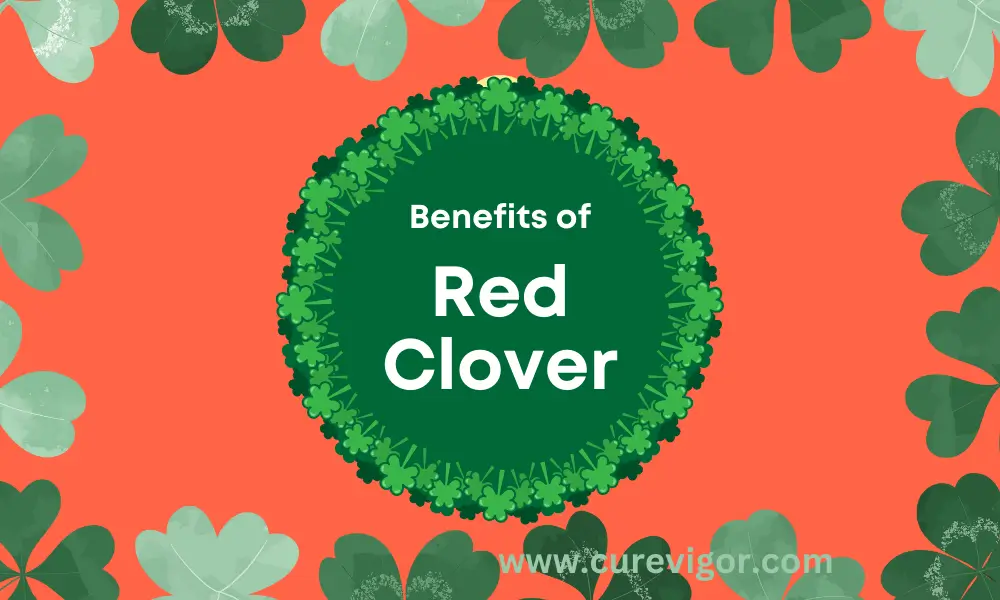 10 Amazing Benefits of Red Clover You Need to Know