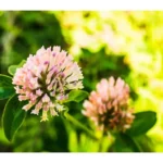 Red Clover disadvantages