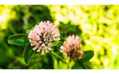 10 Disadvantages of Red Clover: What You Need to Know