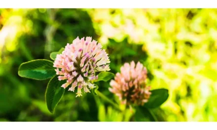 10 Disadvantages of Red Clover: What You Need to Know