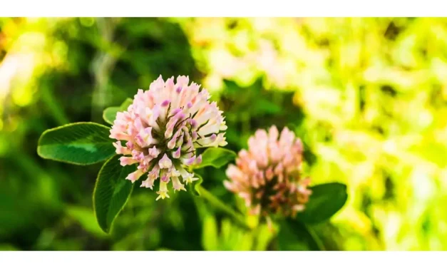 10 Disadvantages of Red Clover: What You Need to Know