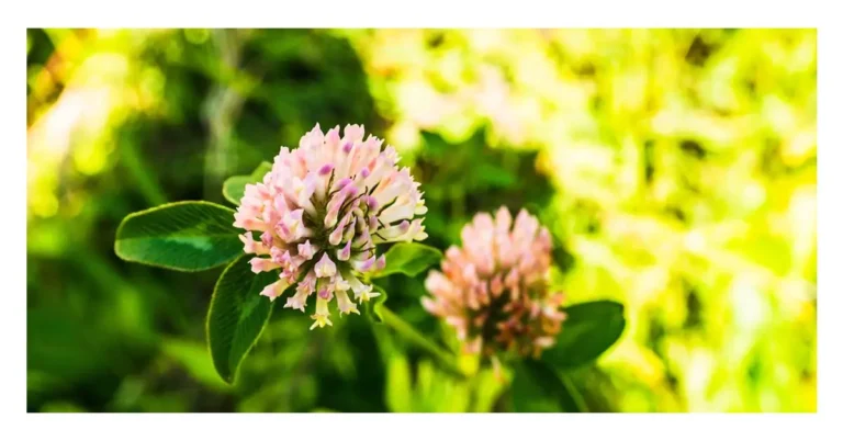 Red Clover disadvantages