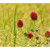 red clover benefits