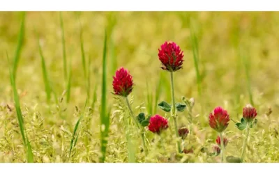 10 Amazing Benefits of Red Clover You Need to Know