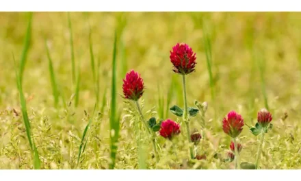 10 Amazing Benefits of Red Clover You Need to Know