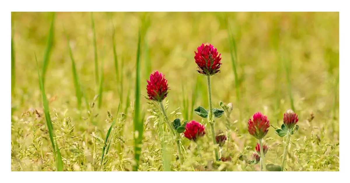 red clover benefits