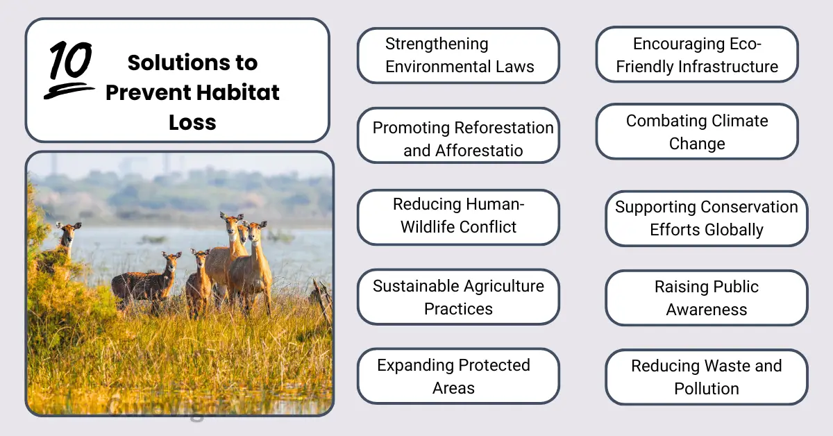 Solutions to Prevent Habitat Loss