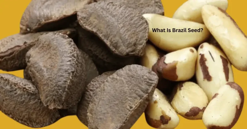 What Is Brazil Seed