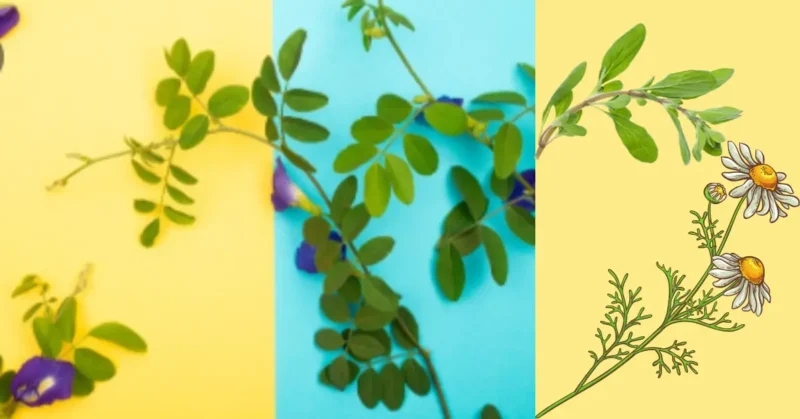weight loss herbs1