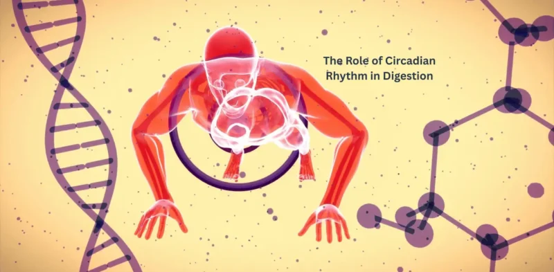 Role of Circadian Rhythm in Digestion