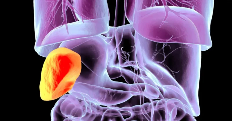 Role of Circadian Rhythm in Digestion